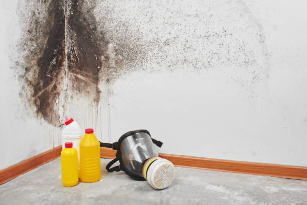 Best DIY Mold Remediation Support Services in La Homa, TX