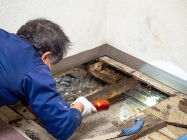 Best Emergency Mold Remediation in La Homa, TX