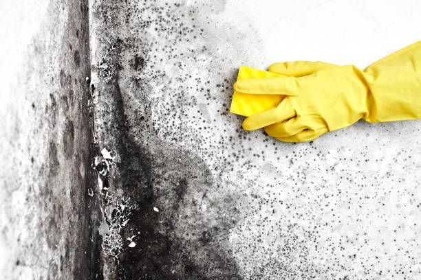 Best White Mold Remediation in La Homa, TX