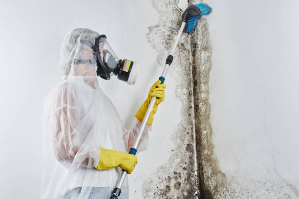Best Mold Remediation for Schools in La Homa, TX