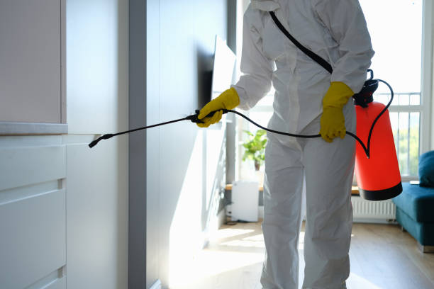 Best Residential Mold Remediation in La Homa, TX