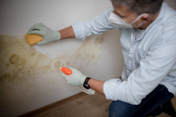 Best HVAC Mold Remediation in La Homa, TX