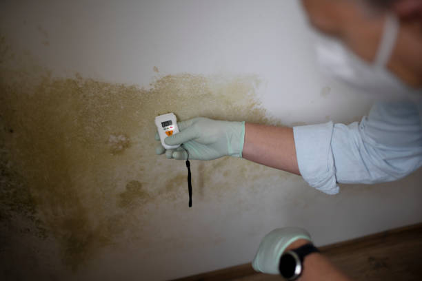 Best Attic Mold Remediation in La Homa, TX