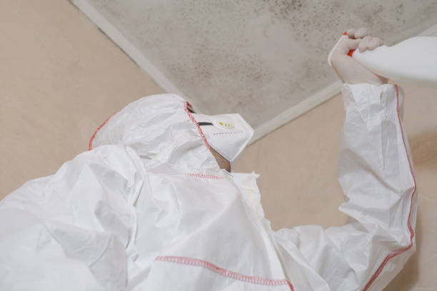 Trusted La Homa, TX Mold Remediation Experts