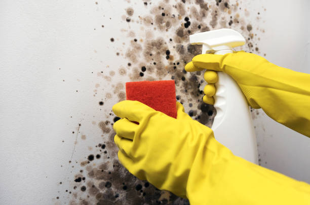 Best Residential Mold Remediation in La Homa, TX