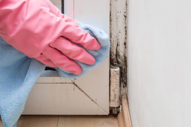 Best Commercial Mold Remediation in La Homa, TX