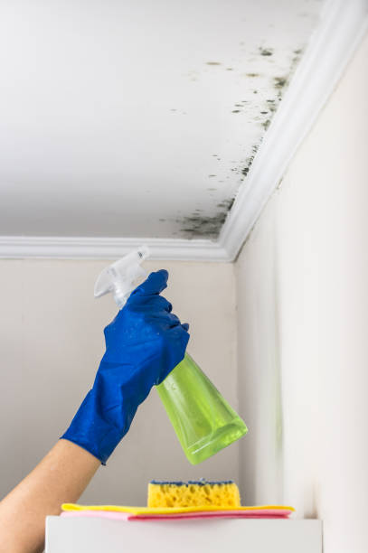Best Industrial Mold Remediation in La Homa, TX