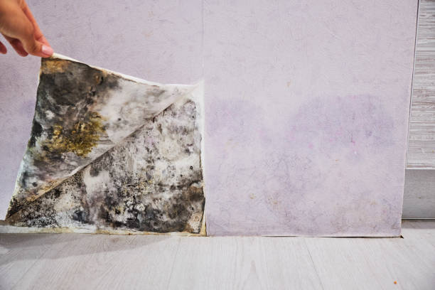 Best Bathroom Mold Remediation in La Homa, TX